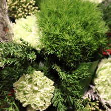 Marko Tervo, Punainen Risti