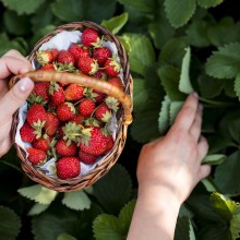 SPR Hollolan osasto toivottaa ihanaa kesää ja ikimuistoisia hetkiä. Freepik